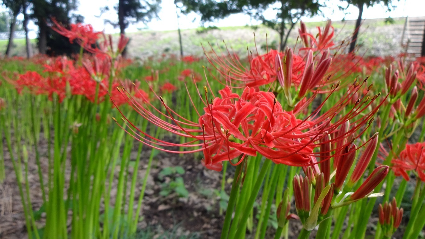 早川渕彼岸花の里 境三ツ木ヒガンバナ群生地 群馬県ひとり旅日記